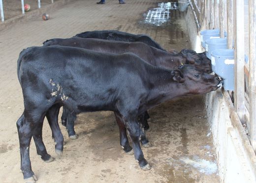 GENÉTICA DE PRECISÃO: Bezerros geneticamente editados nascem pela primeira vez no Brasil